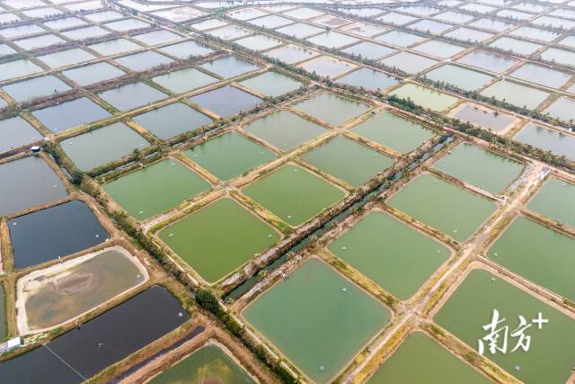电白对虾生产基地。  南方农村报 谢进扬 拍摄