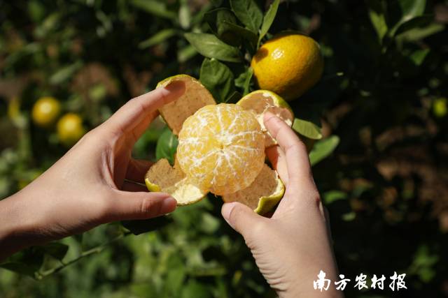 德庆贡柑深受消费者欢迎。  南方农村报 吴秒衡 拍摄