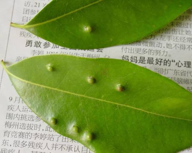 受訪者供圖