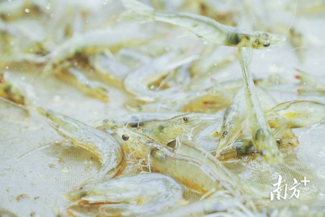 电白对虾。  南方农村报 谢进扬 拍摄