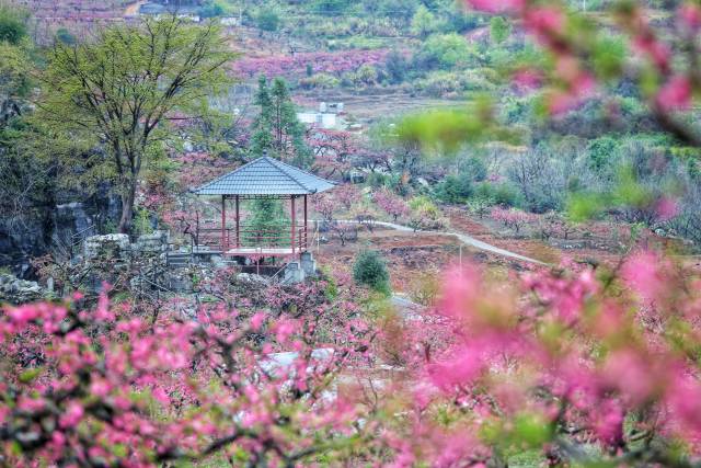 桃花美景。南方农村报 吴秒衡   拍摄