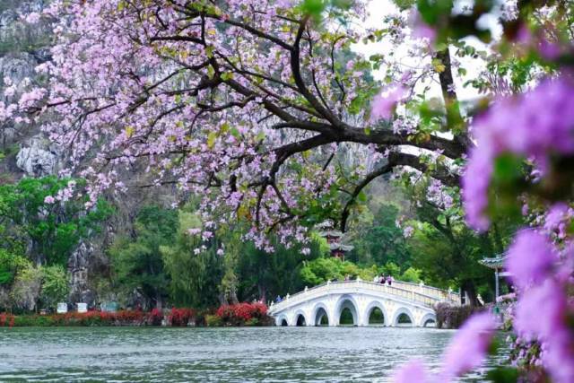 肇庆市七星岩的宫粉紫荆花竞相绽放。