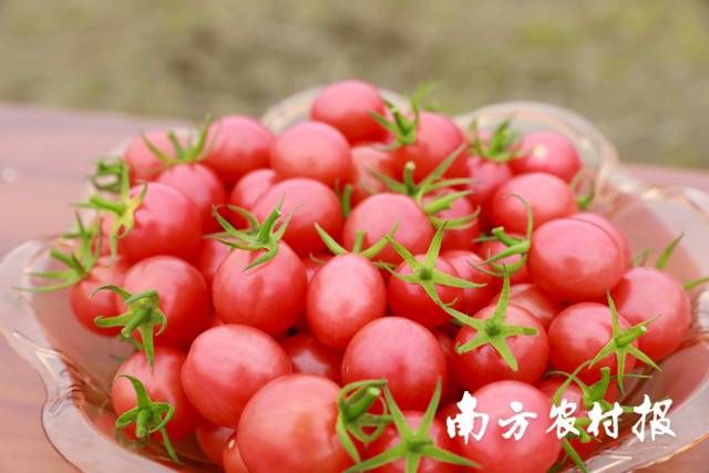 “轻骑兵”专家一致提醒，种植高品质樱桃番茄，一定要选用优质好肥。