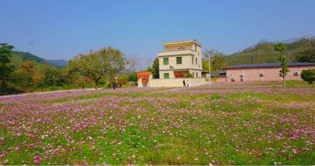 在云浮市新兴县河头镇步郎村,一大片格桑花如期盛开.