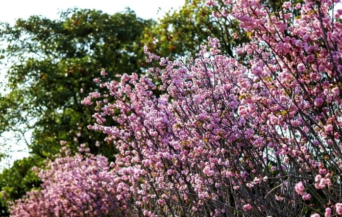 在广州从化西和万花风情特色小镇的天适樱花悠乐园里，一簇簇灿烂的樱花里饱含了春的喜悦。