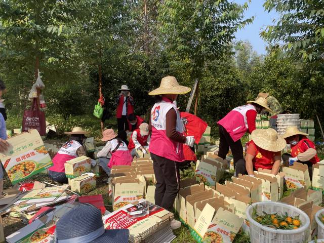 洪胜合作社果园里，志愿者忙着采摘