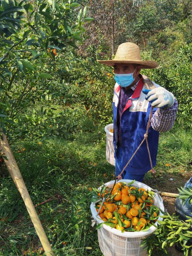 柑桔颜色饱满，外形美观