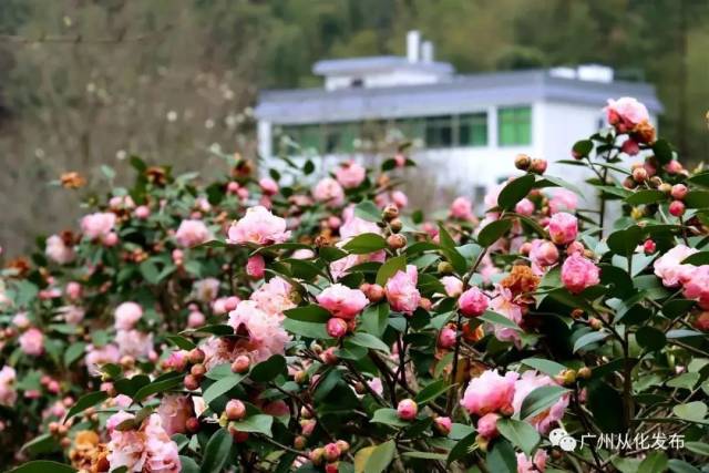 美翻了 这些地方的茶花盛开啦 赶快去打卡 南方plus 南方