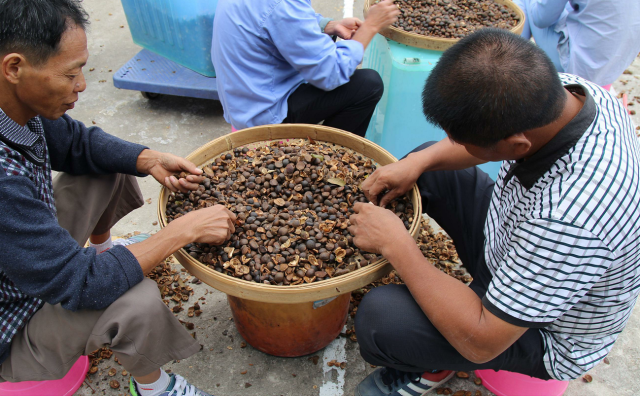 农民手工将油茶果进行壳仁分离。