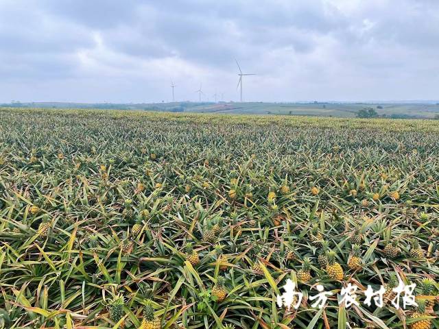 徐闻菠萝的海。