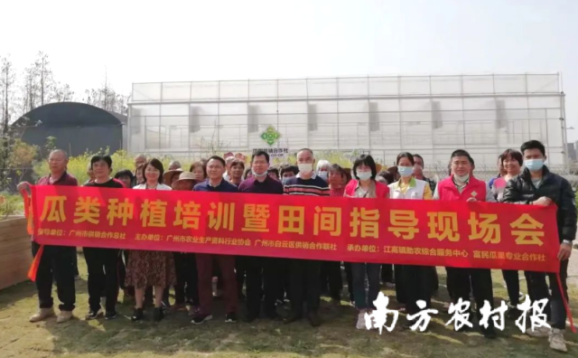 白云区供销联社举办瓜类种植技术培训暨田间指导现场会
