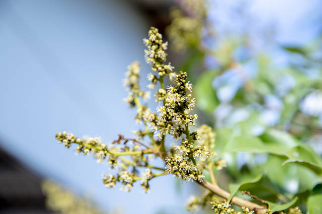 南方农村报 王富迪 拍摄