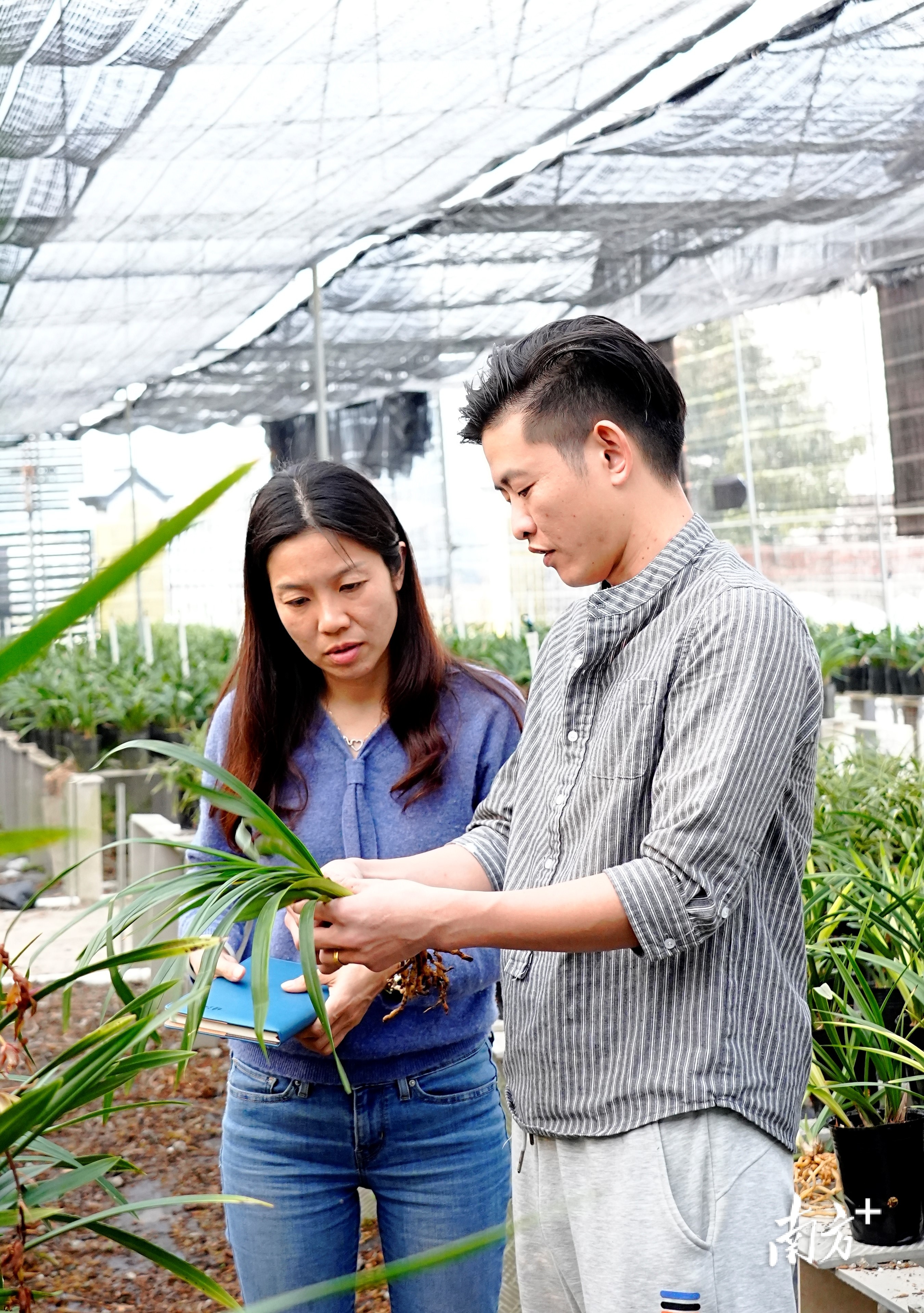 张鹏（左）向兰花企业负责人了解兰花销售情况。