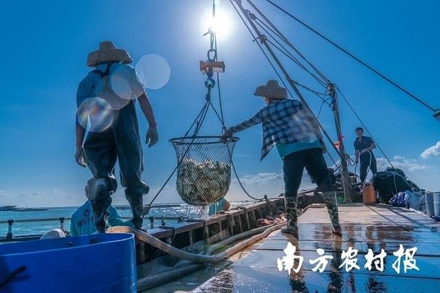 忙碌的工人正努力收緊漁網，將肥美的金鯧魚裝載到船上