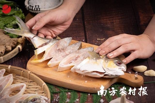 活魚現殺淡鹽腌制，預制入味，恒興“一夜埕金鯧魚”繼承老湛江人傳統手藝和人情味