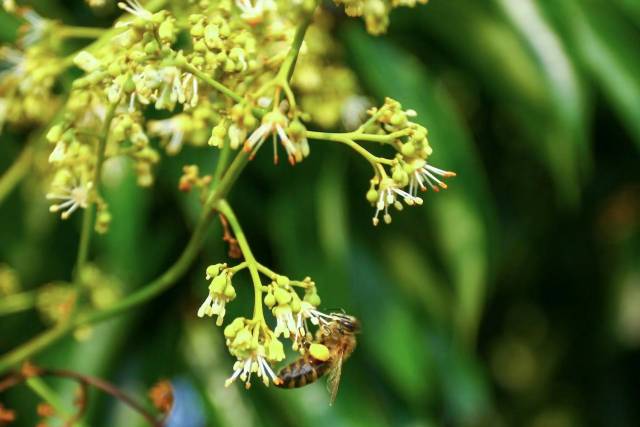 南方农村报 王富迪 拍摄