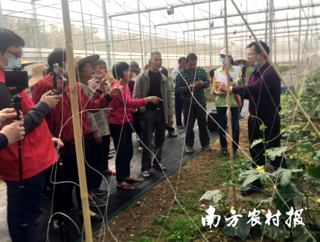 农户与农技专家一同来到田间地头，实地“把脉”种植的瓜果。