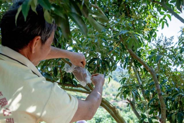 南方农村报 王富迪 拍摄