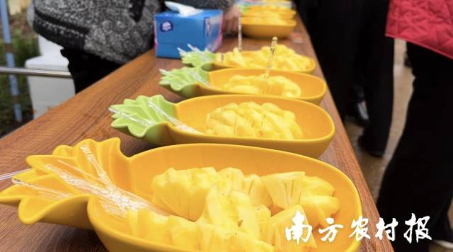 菠萝上市，我们到产区看看！各地采购商涌向菠萝的海｜徐闻菠萝日记⑤