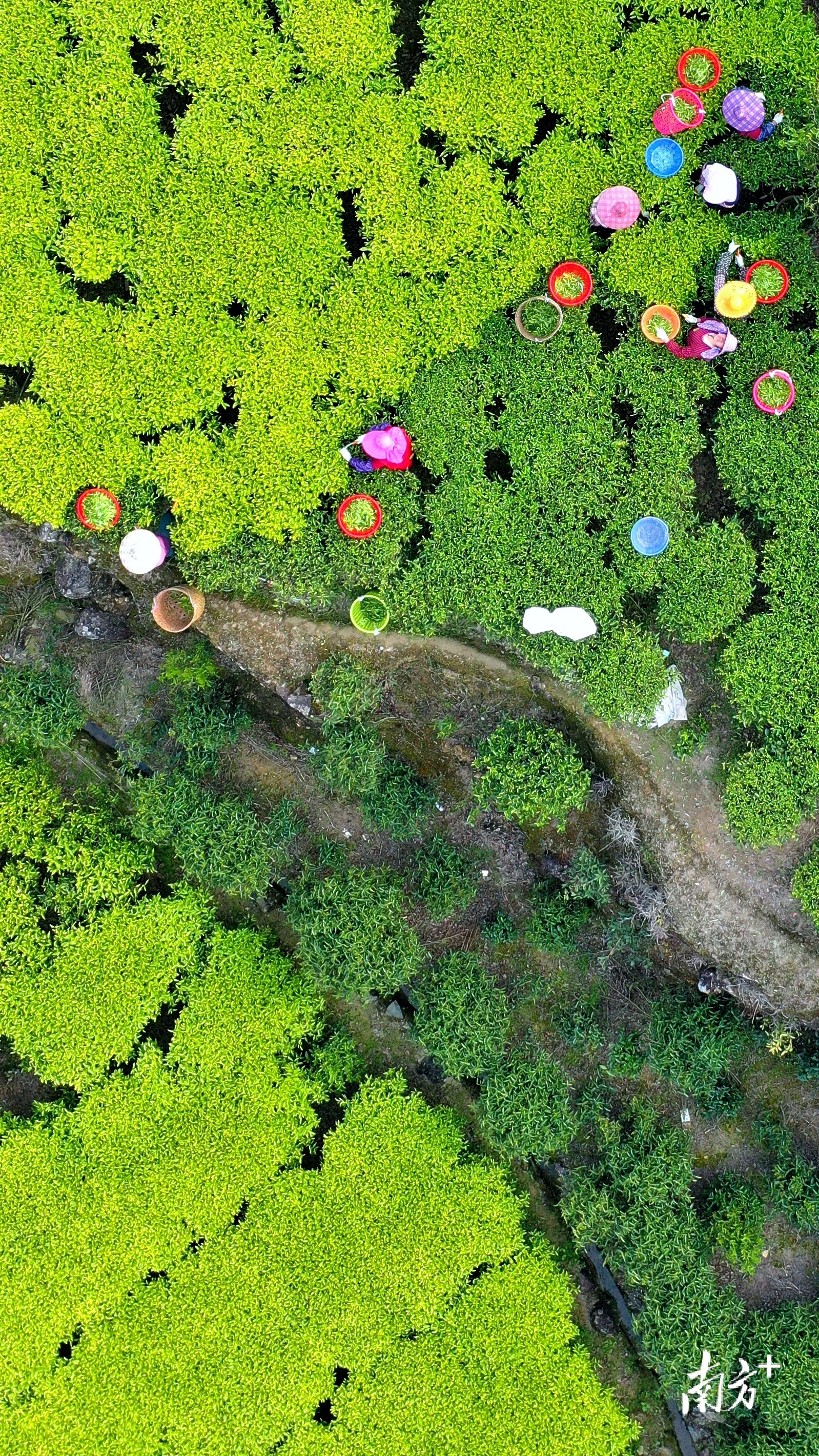 凤凰春茶采摘。 林奕波 摄 凤凰春茶采摘。 林奕波 摄