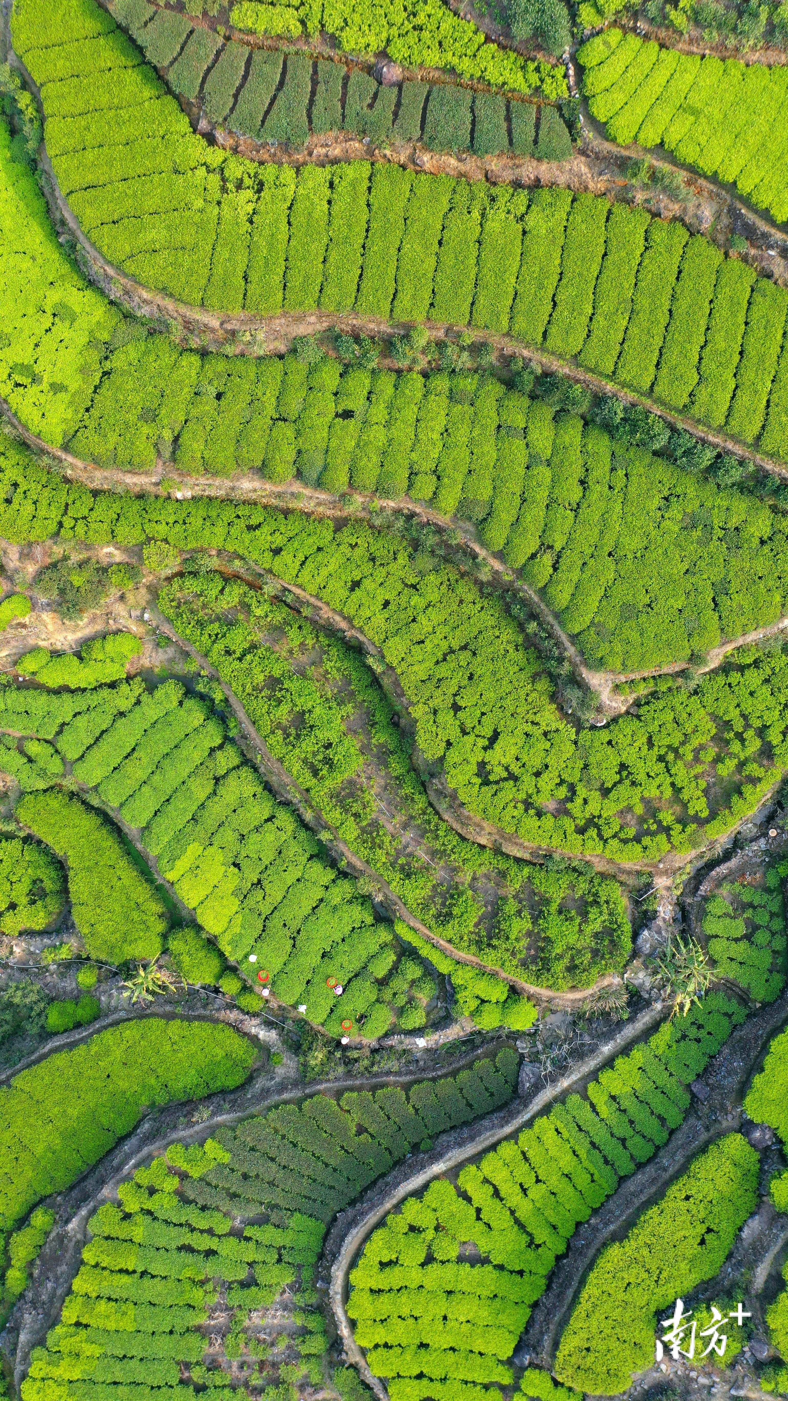 凤凰春茶开采。林奕波 摄 凤凰春茶开采。林奕波 摄