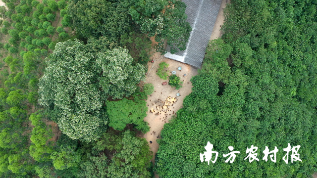 高谷公司麻鸡养殖基地俯视。  受访者供图