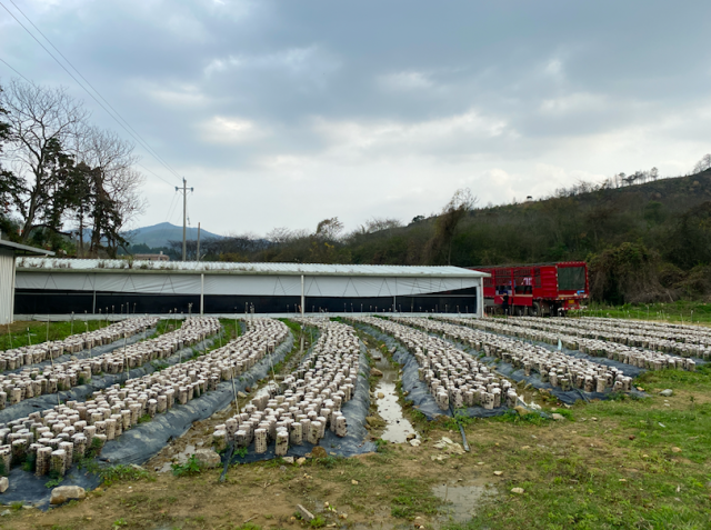 五華縣河?xùn)|鎮(zhèn)高車塘村食用菌種植基地