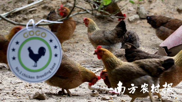 高谷公司养殖的清远麻鸡一号苗。  受访者供图