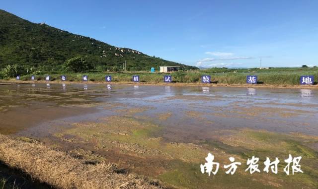 臺山耐鹽堿水稻試驗基地一角,。