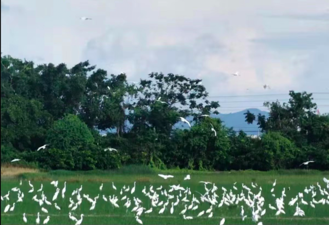 温子君在朋友圈分享联安的自然风光