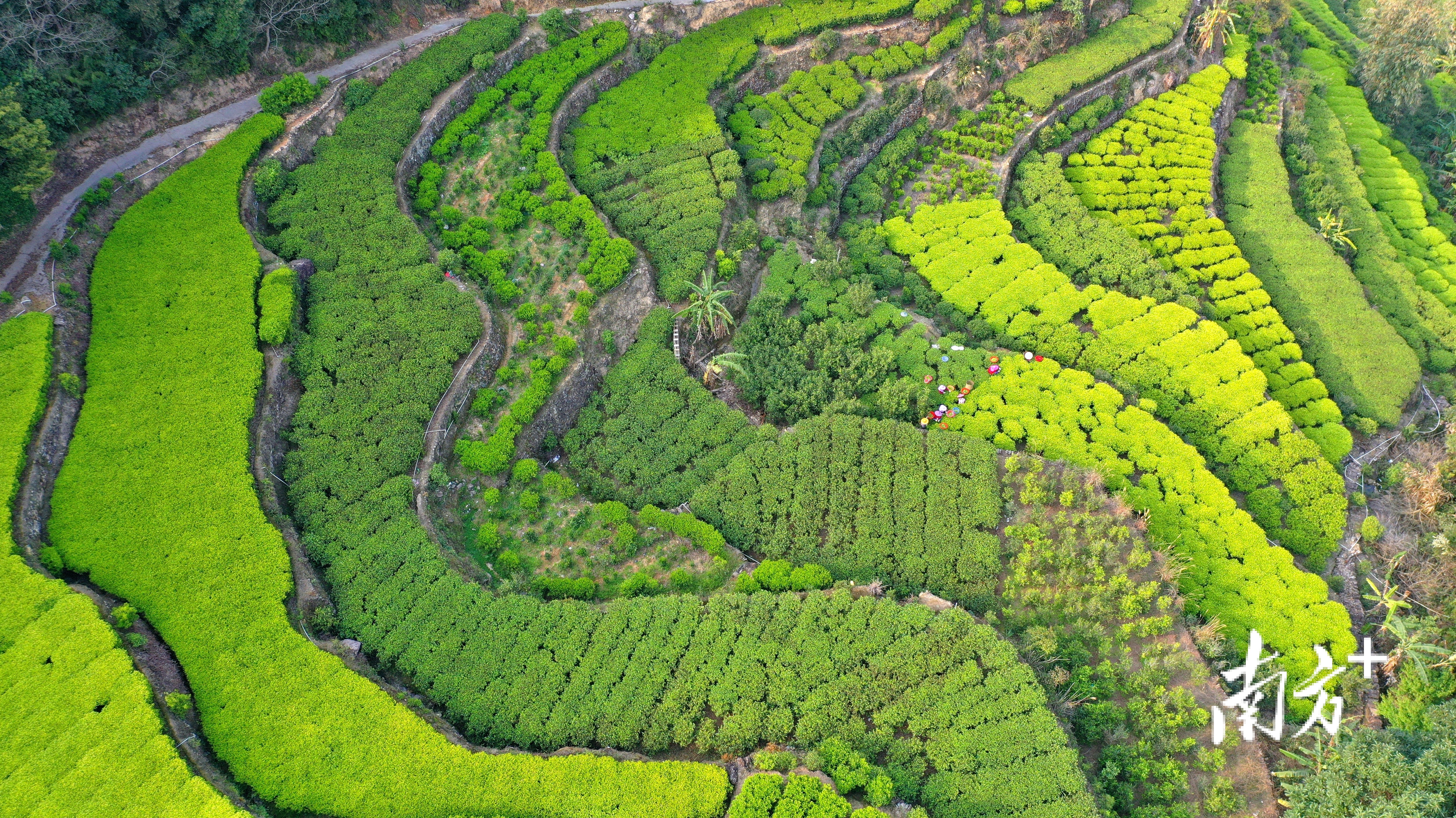 茶园间嫩绿的新芽迎春俏立。林奕波 摄 茶园间嫩绿的新芽迎春俏立。林奕波 摄