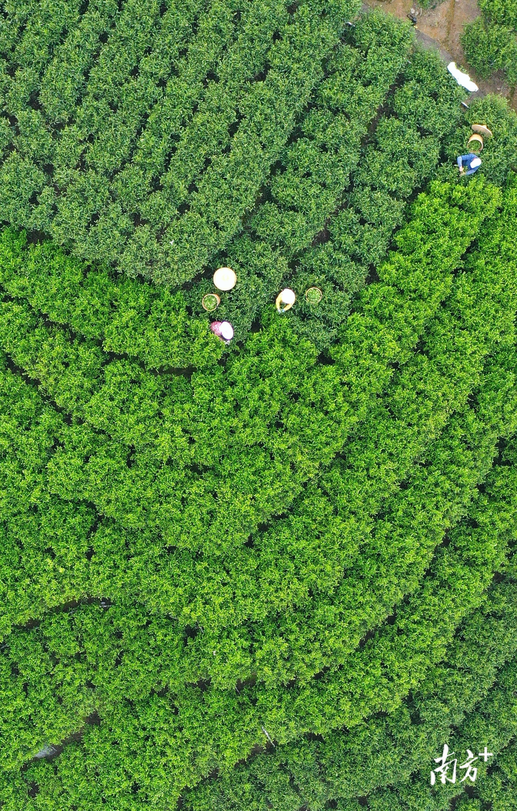 今年的凤凰春茶进入了开采期。林奕波 摄 今年的凤凰春茶进入了开采期。林奕波 摄