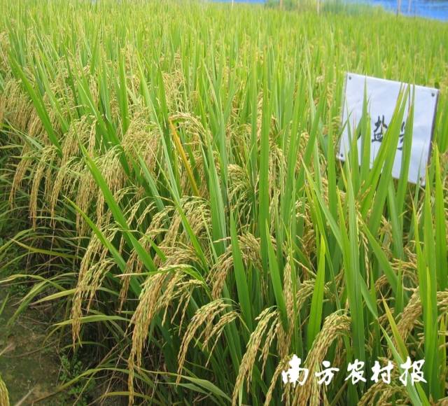 廣鹽1號水稻品種,，耐鹽堿性好,，表現(xiàn)穩(wěn)定，米質(zhì)達國標優(yōu)質(zhì)2級水平,。