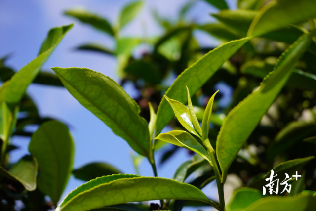 南方农村报 莫淑霞 制图