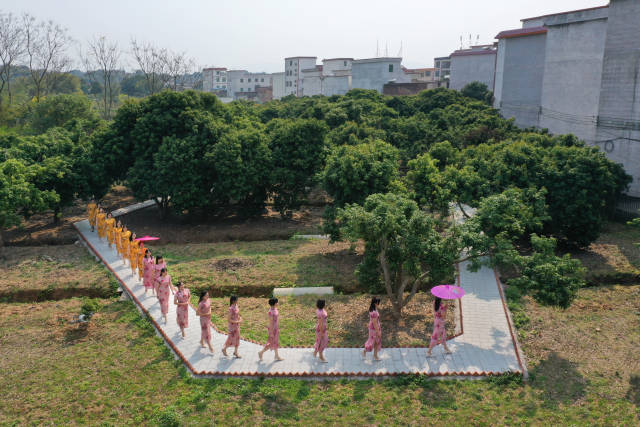 穿行在胜敢村智慧荔枝园。