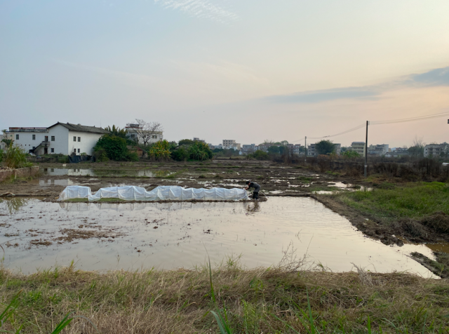 黃湖村正推進(jìn)撂荒地整治