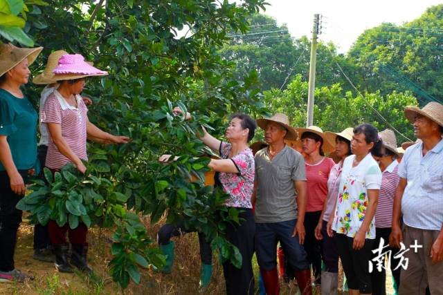 李鋒教果農(nóng)種植化橘紅