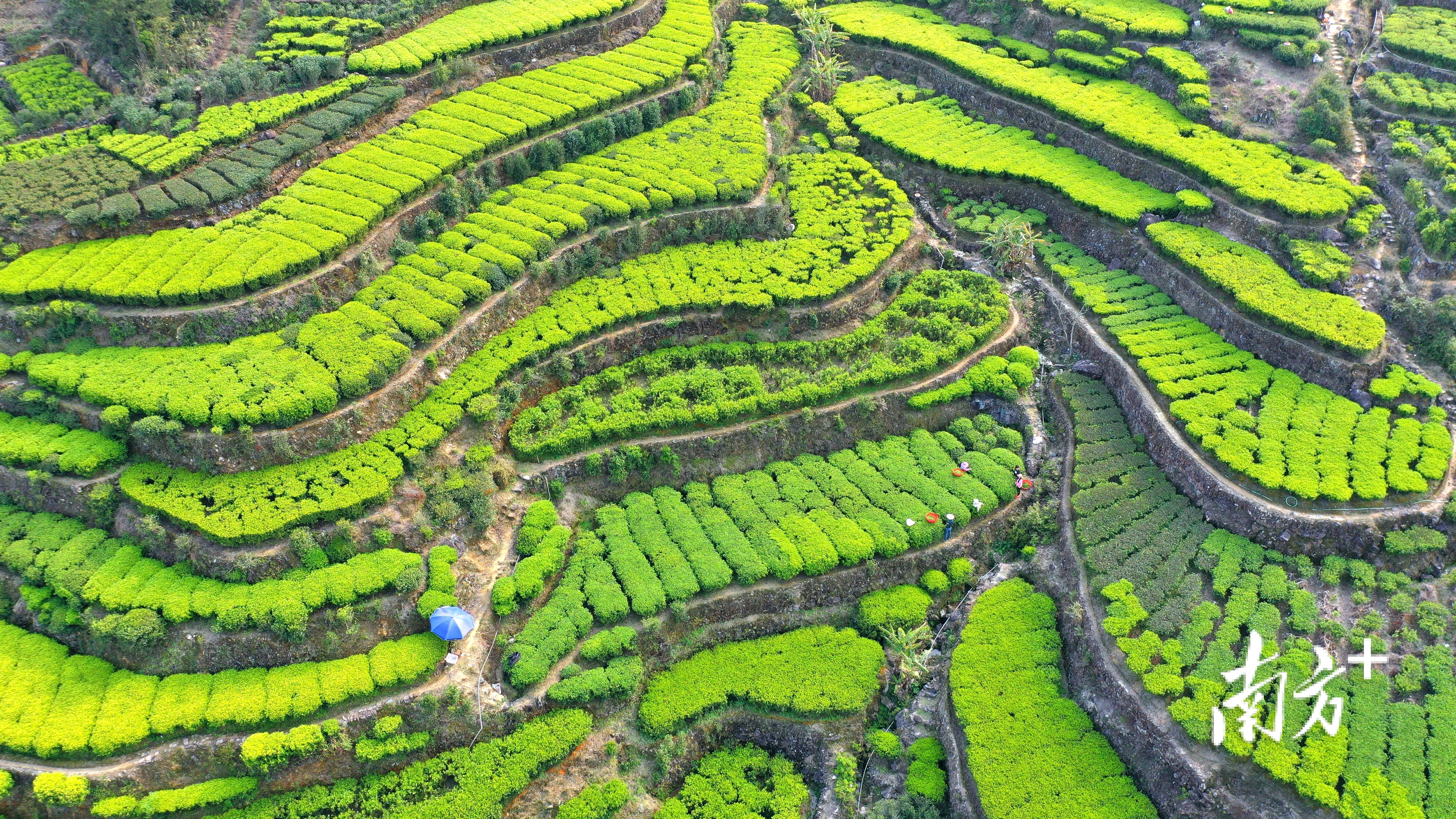 茶园间嫩绿的新芽迎春俏立。林奕波 摄 茶园间嫩绿的新芽迎春俏立。林奕波 摄