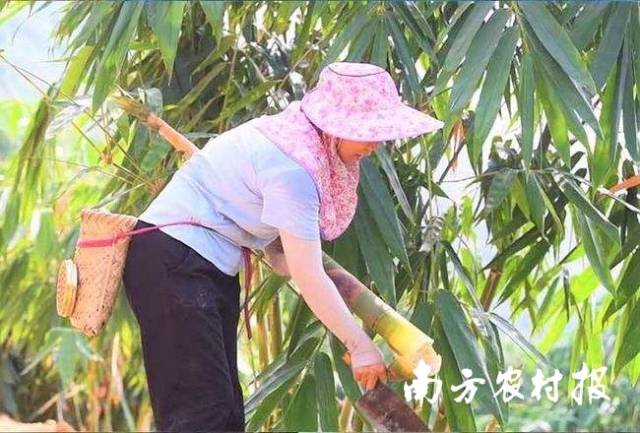 农民正在采收英德麻竹笋。  受访者供图