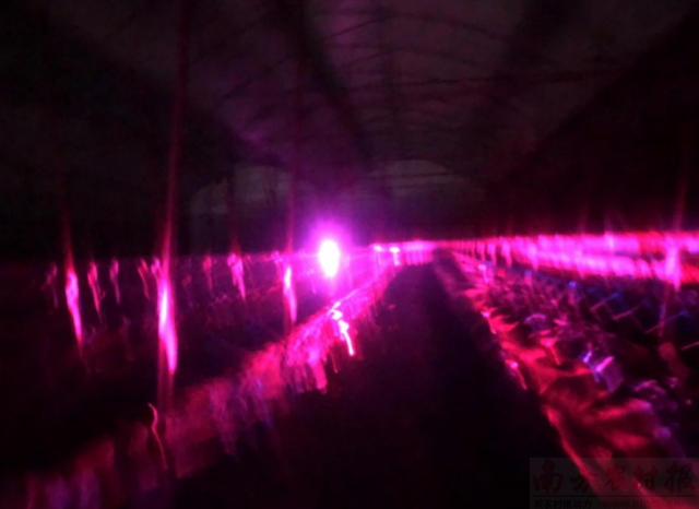 补充红蓝光源，延长大棚光照时间。