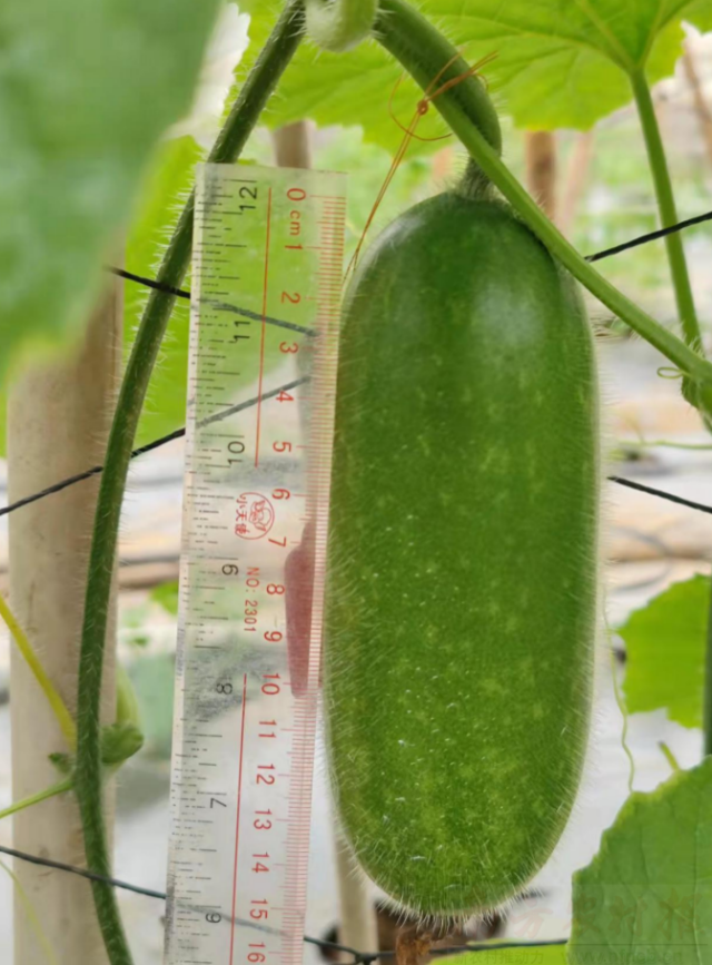 2月14号上市的节瓜，商品率高，座瓜性强。