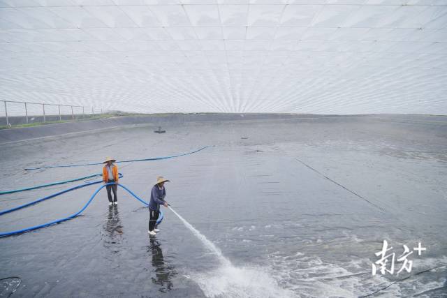 每造虾养殖后都会对虾塘进行清洗，保证下造虾健康。  南方农村报 谢进扬 拍摄