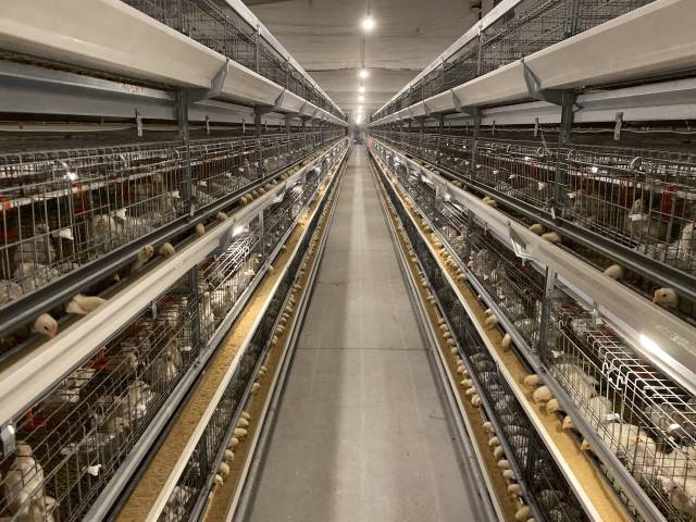 养殖小区现代化鸡舍内景