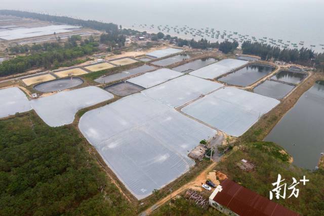 覆膜生产，每年可多养1造对虾。  南方农村报 谢进扬 拍摄