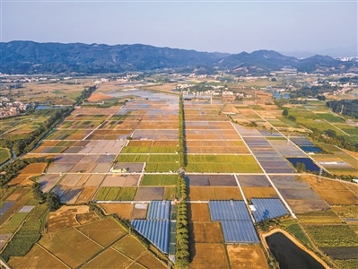鸟瞰增城区丝苗米现代农业产业园的科旺丝苗米种植基地,农人已将农田
