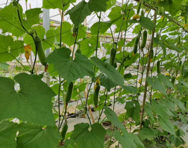 广州市农科院节瓜早春抗寒栽培技术取得新突破