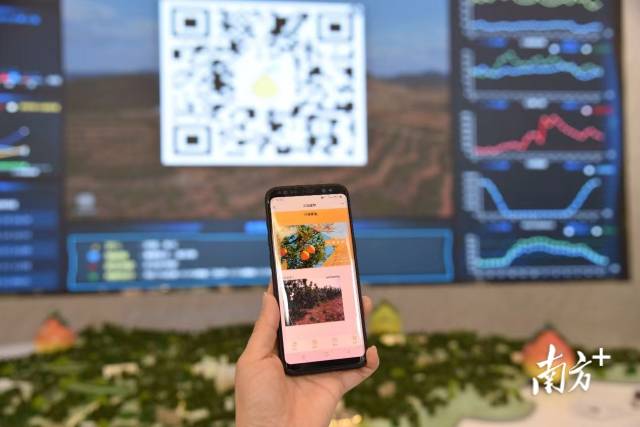 “梅州柚”農(nóng)產(chǎn)品已全量納入大數(shù)據(jù)平臺(tái)