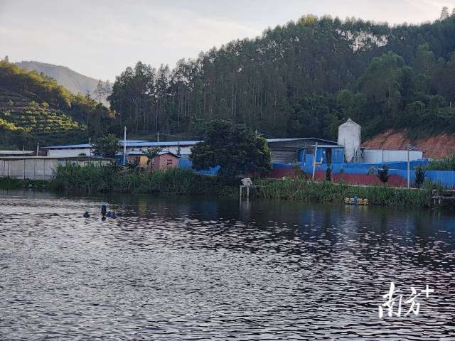 绿水青山环抱中的刘永锋现代家庭养殖场