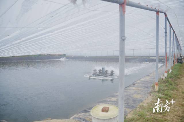 棚内生产场景。  南方农村报 谢进扬 拍摄