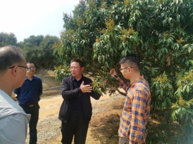 陈厚彬首席现场技术指导